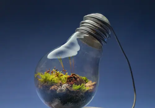 Eine Glühbirne dient als Terrarium und ist auf einem per Hand zurechtgebogenen Draht befestigt.