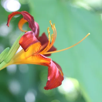 Rote Blüte einer Taglilie vor verschwommenem grünem Hintergrund.
