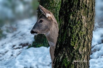 Fotowalk der Fotoakademie St. Pölten im Tierpark Wolfsgraben