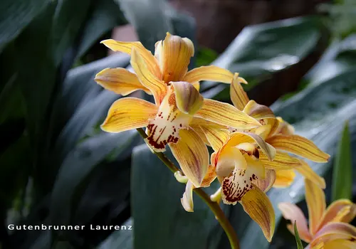 Laurenz Gutenbrunner