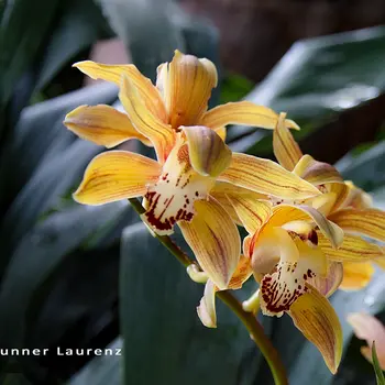 Laurenz Gutenbrunner